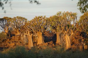 Quiver Tree Forest, Namibia I Bahia Fox
