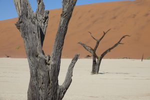 Deadvlei, Namibia I Bahia Fox