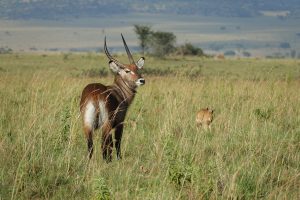Kidepo Valley Nationalpark, Uganda I Bahia Fox