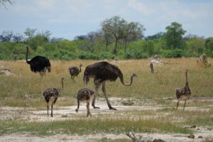 Hwange Nationalpark, Simbabwe I Bahia Fox