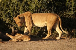 Löwenfamilie im Chobe Nationalpark, Botswana I Bahia Fox