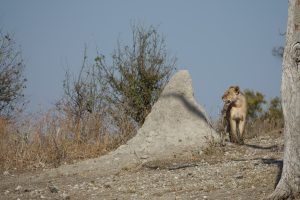 Löwin im Chobe Nationalpark, Botswana I Bahia Fox