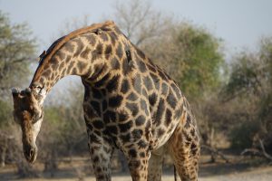 Giraffe im Chobe Nationalpark, Botswana I Bahia Fox