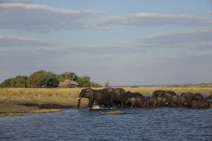 Elefanten im Chobe Nationalpark, Botswana I Bahia Fox