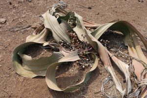 Welwitschia, Namibia I Bahia Fox