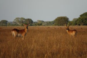 Puku und Lechwe im Kafue Nationalpark, Sambia I Bahia Fox