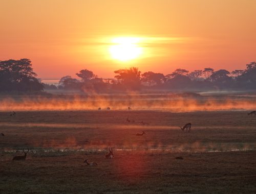 Kafue Nationalpark im morgendlichen Nebel, Sambia I Bahia Fox